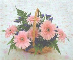 gerbera ieklerinde sepet   zmir Urla anneler gn iek yolla 