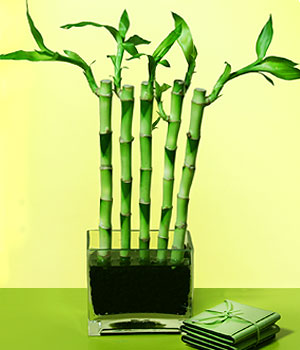  zmir Aliaa ucuz iek gnder  Good Harmony Lucky Bamboo